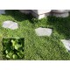 Trifolium Repens (Τριφύλλι) | Σπόρος γκαζόν *